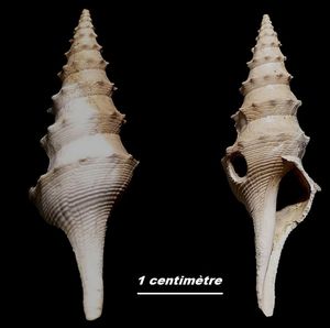 Gastropodes Pliocène Italien (suite).