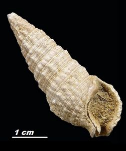 Gastropodes Pliocène Italien (suite).