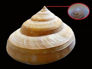 Pleurotomaire actuelle