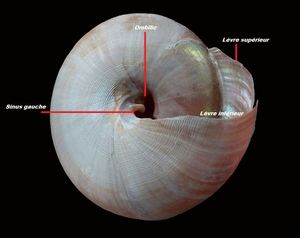 Pleurotomaire actuelle