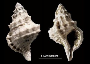 Sassia appenninica