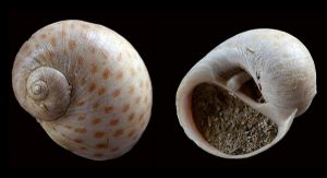 Natica raropunctata.