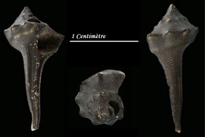 Tudicla rusticula