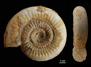 Mollistephanus mollis