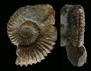 Tmetoceras scissum, (Benecke, 1865).