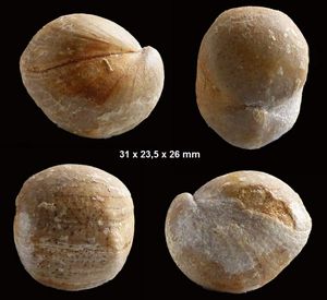Album - Bajocien, Brachiopodes-1