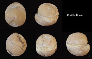 Sphaeroidothyris globisphaeroidalis.