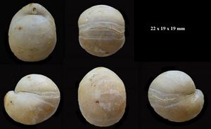Album - Bajocien, Brachiopodes-1