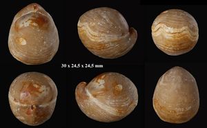 Sphaeroidothyris globisphaeroidalis, (suite).