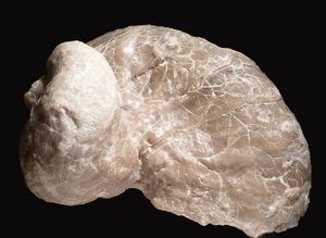 Album - Rudistes- Radiolites-Hippurites