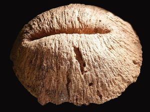 Cyclolites elliptica