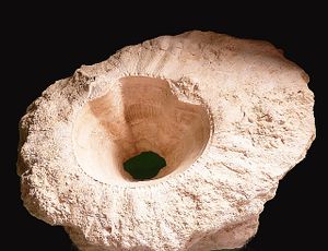 Album - Rudistes- Radiolites-Hippurites