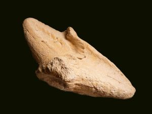 Album - Rudistes- Radiolites-Hippurites