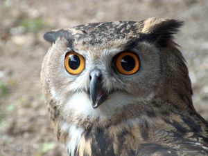 Hiboux, poux , genoux...