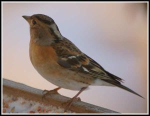 Le programme Vigie-Nature