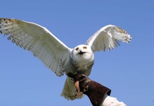 Les 20 ans des Géants du Ciel