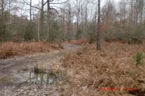 Avant dernier chemin en forêt de Choussy