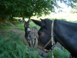 Tiens ,une anesse du Berry!bonjour Madame l'anesse...
