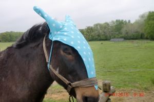 le bonnet de mulet contrairement à celui de l'âne;symbole de l'intelligence!