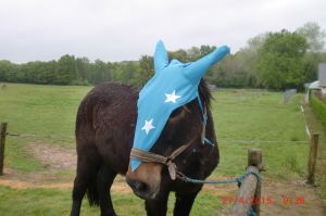 bonnet de mulet?