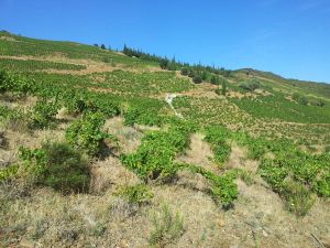 quel sentier prendre dans les vignes ?