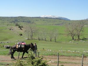 un pauvre mulet au milieu de nulle part