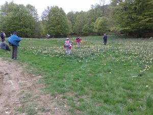 Ici, cueillette de jonquilles.