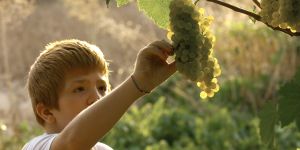 La vigne, les pesticides et les enfants ... dans le Huffington Post du 28 octobre 2015