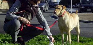 Des kilogrammes de crottes de chien dans le centre bourg d'Ingrandes - Le Fresne sur Loire, pendant combien de temps encore ?