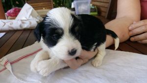 A vendre chiots terrier du Tibet