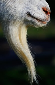 La barbe du prophète