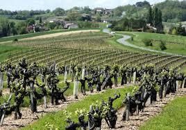Le vignoble de Gaillac