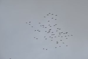 Migration...