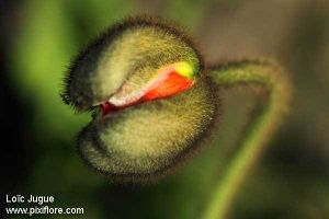 Photographies de nature de Loïc Jugue