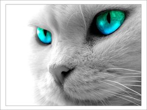 chat