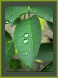 Blessure de trahison et conséquences