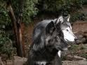 Le loup devenu berger
