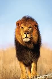 Il s'appelait Goliath