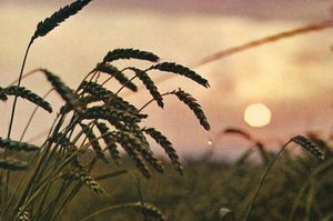 Un grain de blé