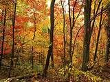Automne