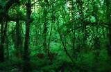 Sauvetage dans la jungle