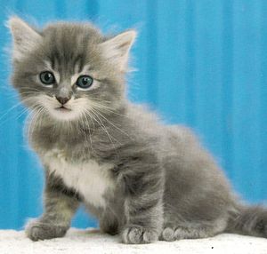 Amour de chaton