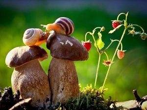 Des escargots qui vont à l'enterrement