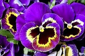 Fleurs et couronnes (ext)