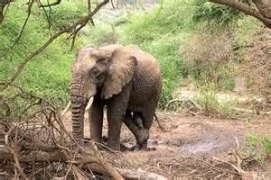 Pourquoi les éléphants n'oublient jamais
