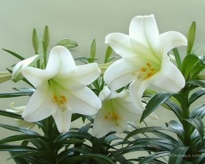 Petit clin d'oeil au printemps !