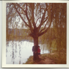 saule