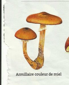 D 33 Promenade d'automne
