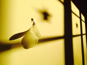 Ton nom dans la mélancolie d'un noyer