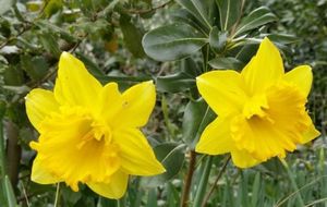 Des jonquilles contre le cancer au centre commercial O’Parinor d’Aulnay-sous-Bois